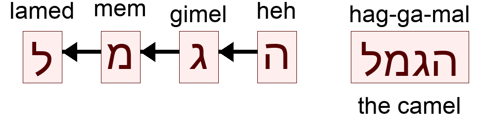 הגמל - the camel