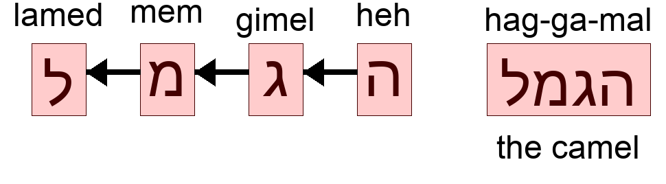 הגמל - the camel