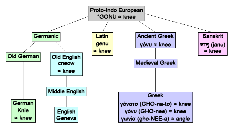 Linguistic diagram of knee