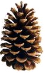 Pine cone