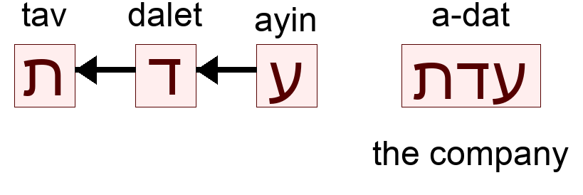 עדת - the company