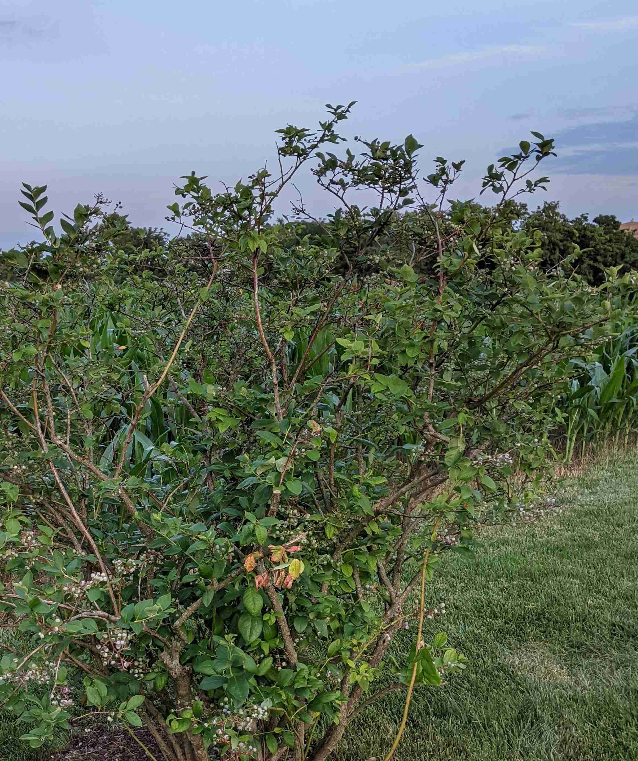 Blueberry bush picked clean