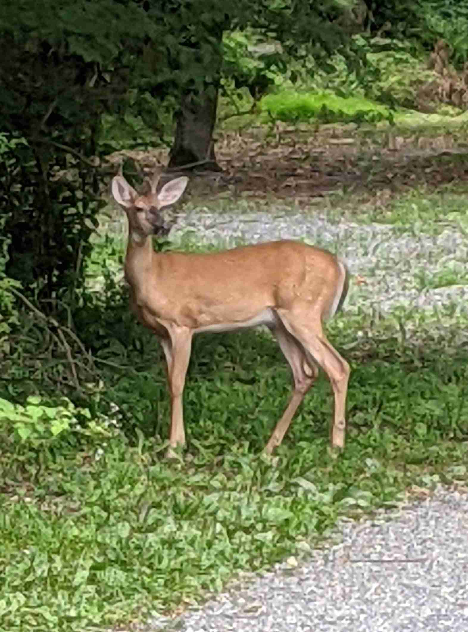 Deer crossing