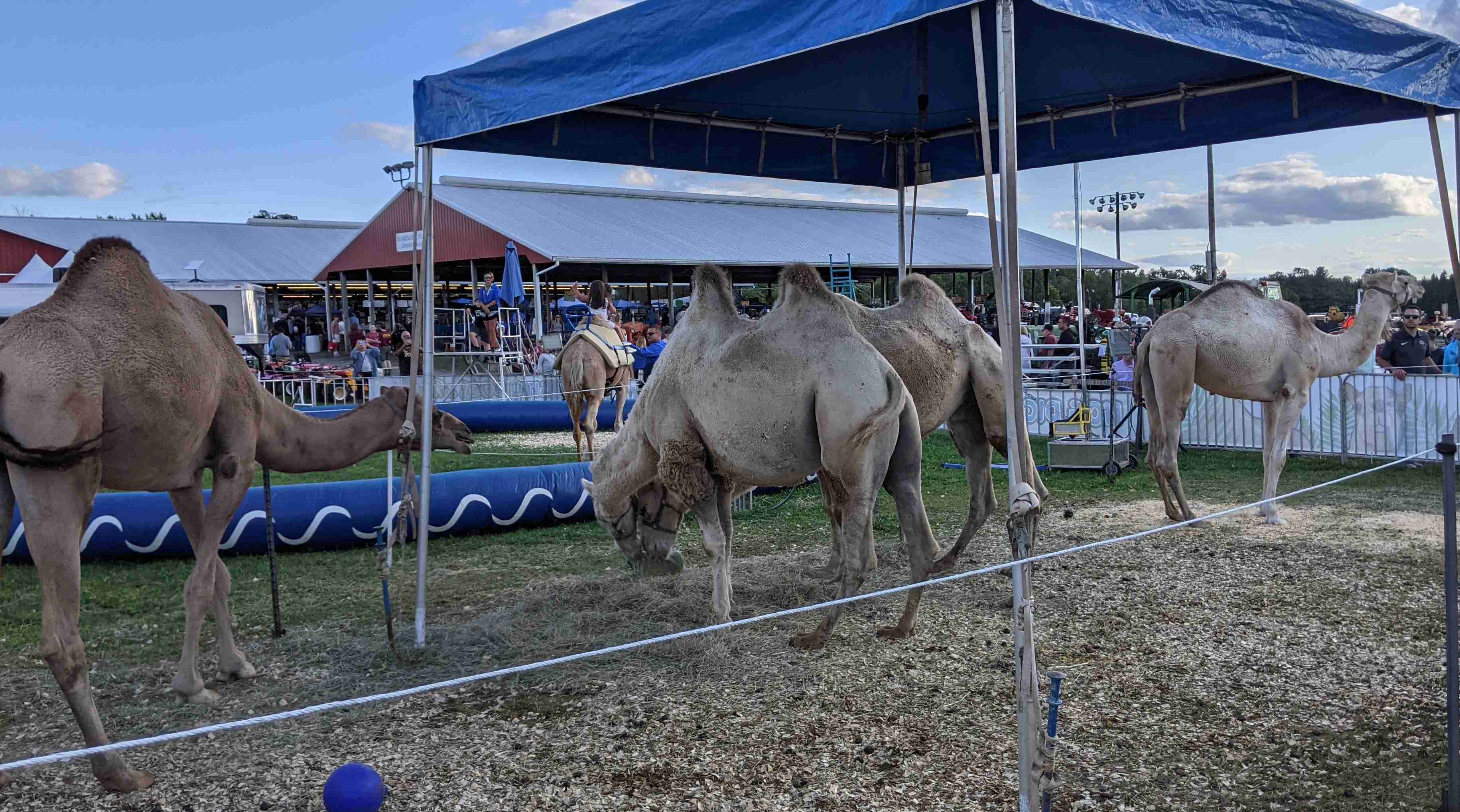 Camels at the fair