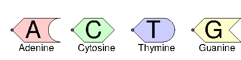 DNA bases