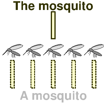 Gnats