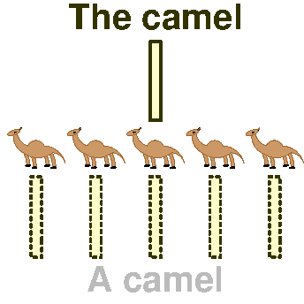 Camels