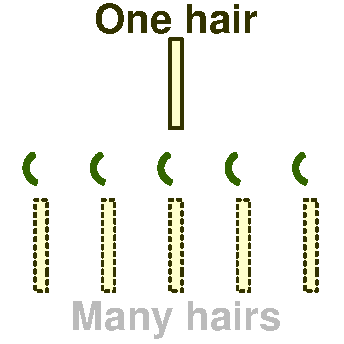 Hairs