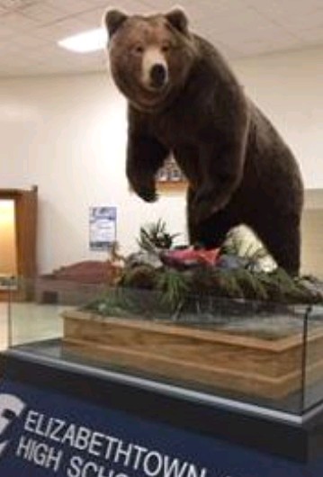 Elizabethwown High School lobby with bear mascot