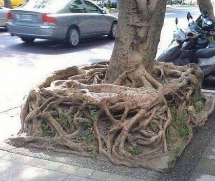 Square root of a tree