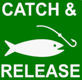 Fishing: catch and release