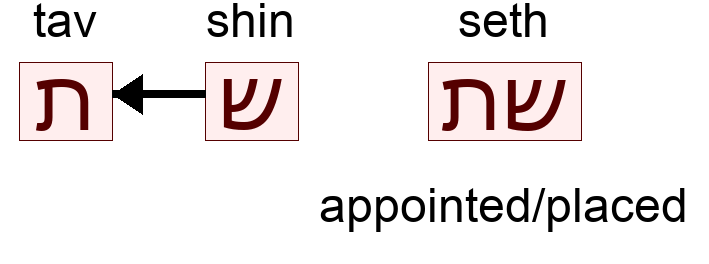 שת - appointed/placed