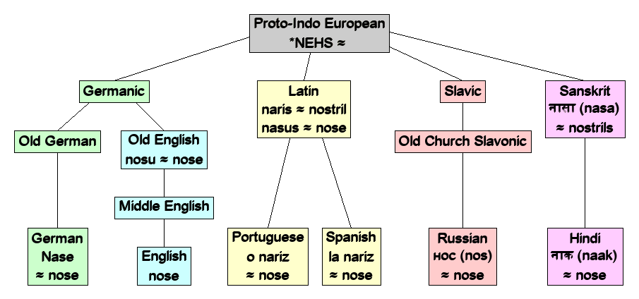 Linguistic diagram of nose