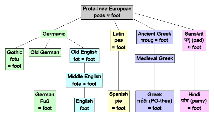 Linguistic diagram of foot