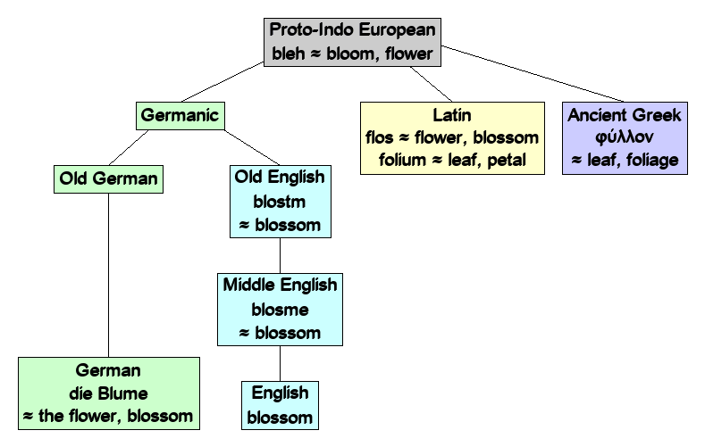 Linguistic diagram of bloom