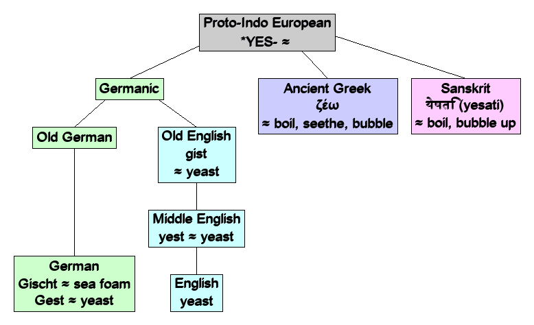 Linguistic diagram of yeast