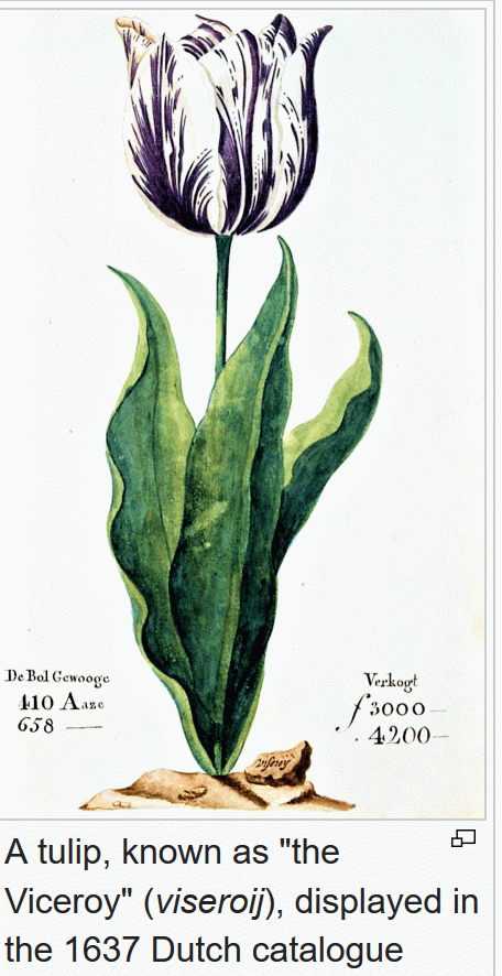 Tulip in cataloge from 1637